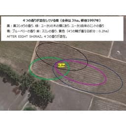 ステレンラスト・アーティソンズ・アフターエイト・シラーズ 商品画像