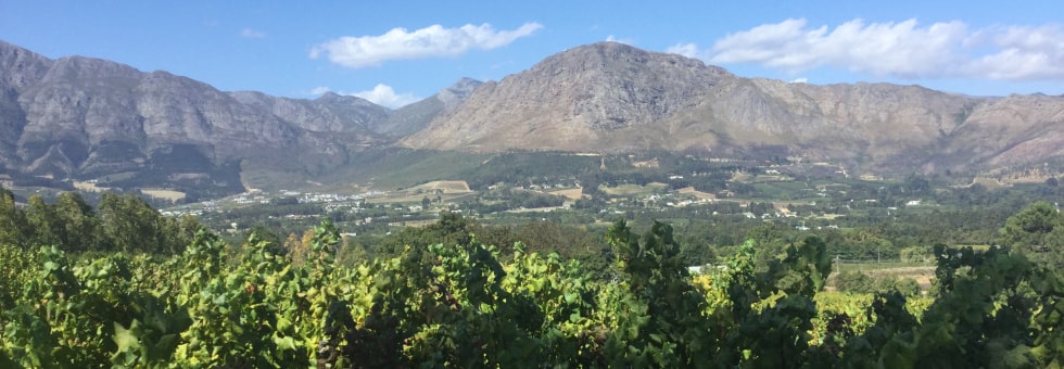 南アフリカを代表する老舗かつプレミアム・ワインの生産者