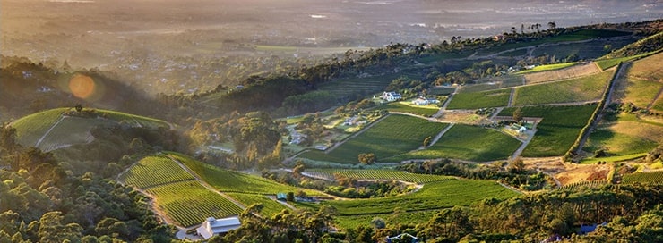 南アフリカワイン業界でも沢山の革新的手法でパイオニア的な存在