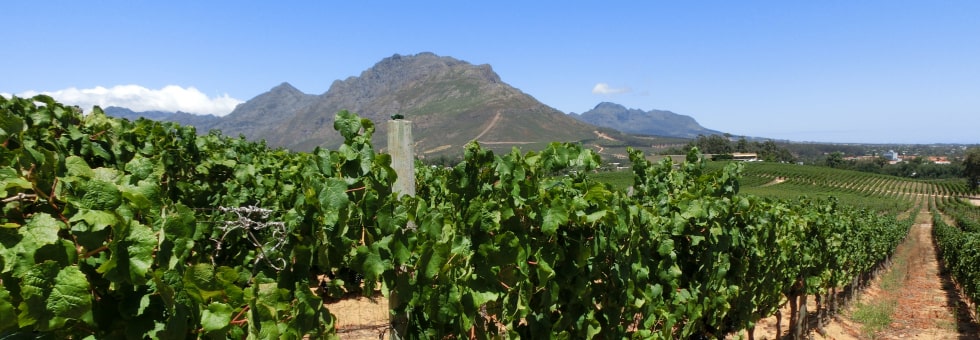 南アフリカに居ながらフランスのニュアンスを持ったクラシックなスタイルのワインを生産