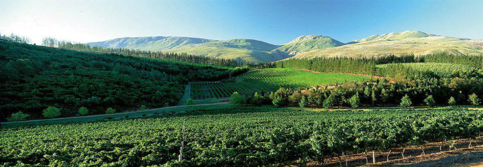 南アフリカで最も急速に伸びているワイナリー